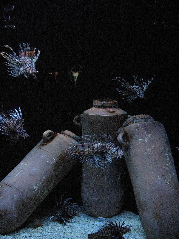 2008-09-27_Mystic_Aquarium 086.jpg